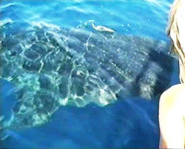 A whale shark visiting our boat off Sakatia