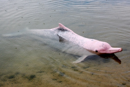 A Pink Amazon River Dolphin. Very shy creatures who are linked to a myth that at full moon they turn into beautiful woman and lure men into the river to become dolphins themselves.