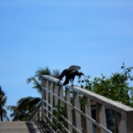 Vultures on the walkway in Kourou