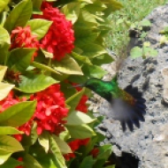 A copper rumped hummingbird